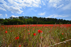 Paysage coquelicots