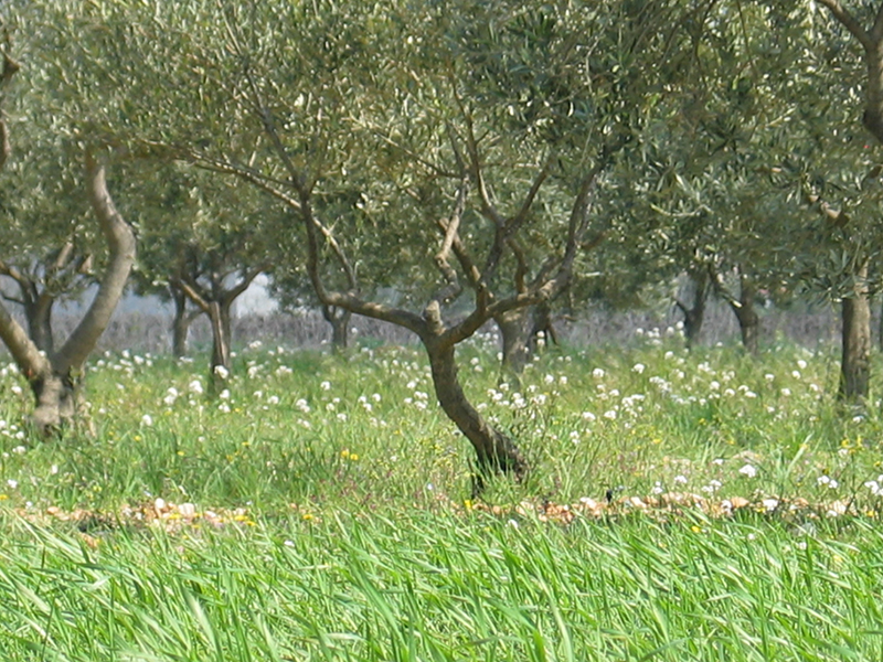 oliviers Garéoult